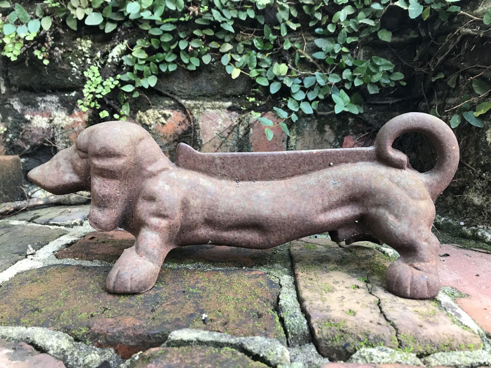 96 Tradd St. dog